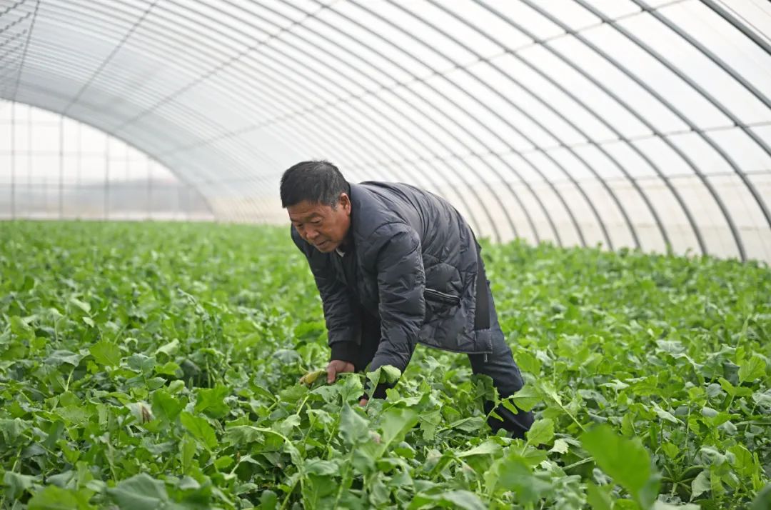 超30省區市將遭寒潮速凍，17條蔬菜生產官方指導，建議收藏！