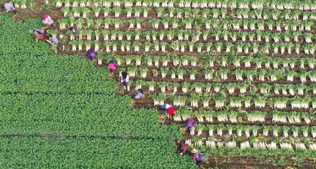 超30省區市將遭寒潮速凍，17條蔬菜生產官方指導，建議收藏！