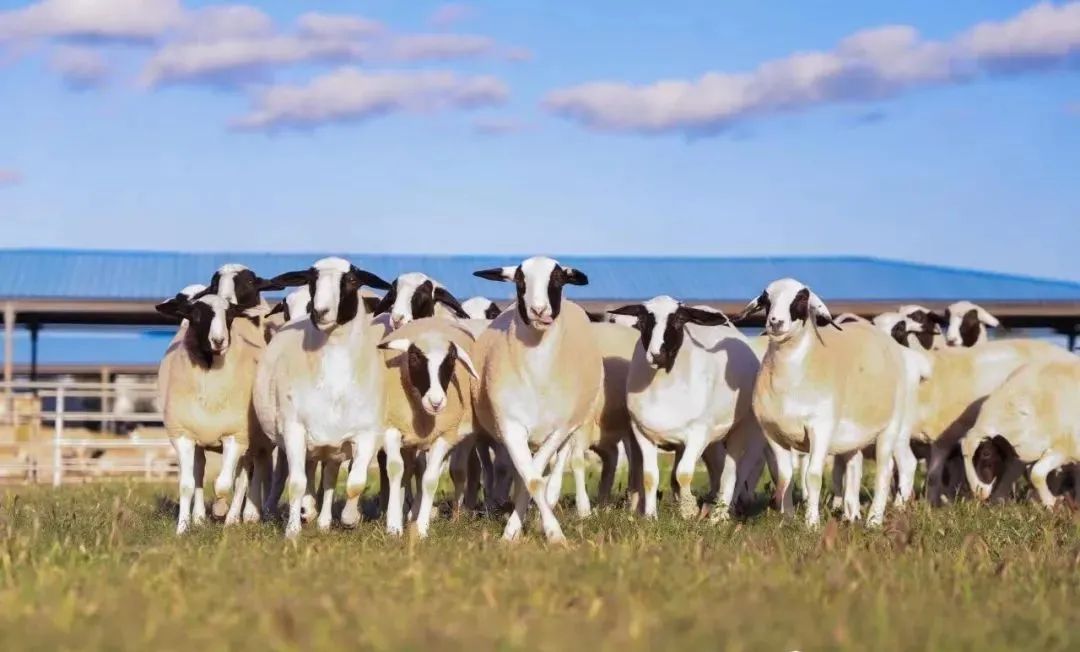 全國首個！“杜蒙羊”新品種通過國家審定