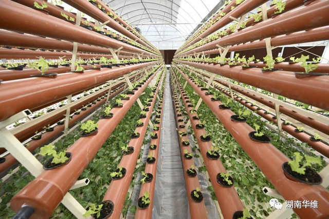在沙漠里種菜？中國蔬菜走進世界杯