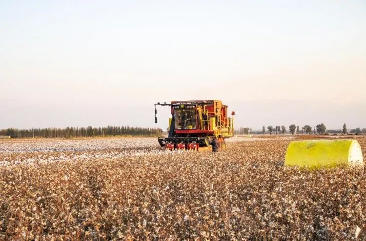 進口采棉機曾受國外斷供，國產化替代讓中國棉農挺起脊梁