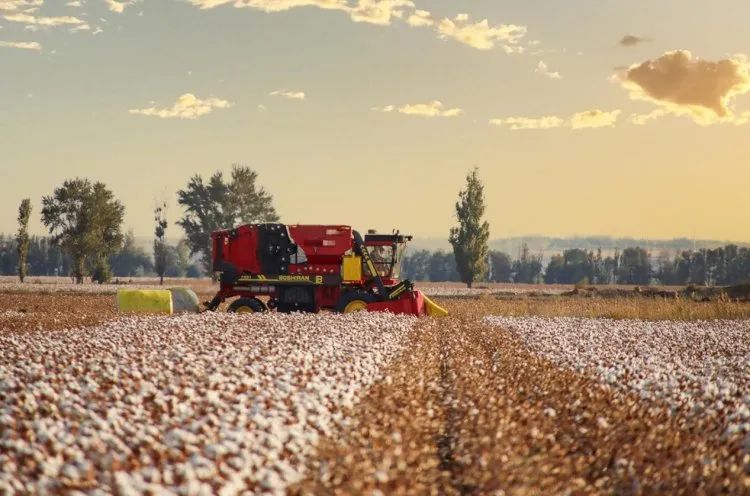 進口采棉機曾受國外斷供，國產化替代讓中國棉農挺起脊梁