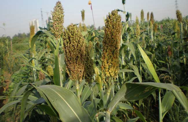 甜高粱配青玉米，鹽堿地上種出優質青貯飼料