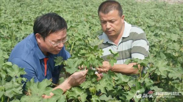高品質棉花產量不到全國需求的45%，如何破解新疆棉花“卡脖子”難題？