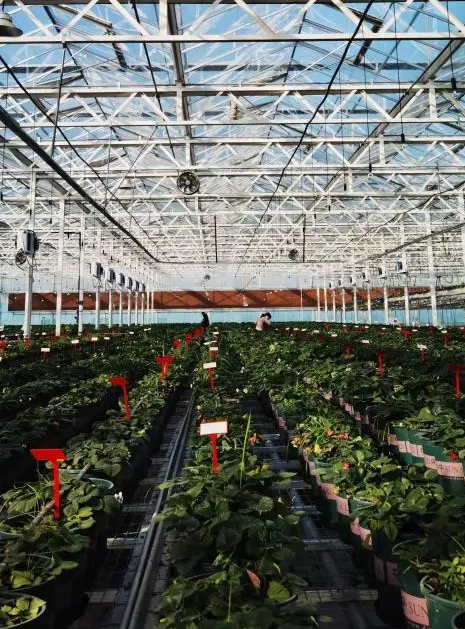 數字技術賦能農業，鄉村奏響科技興農“序曲”