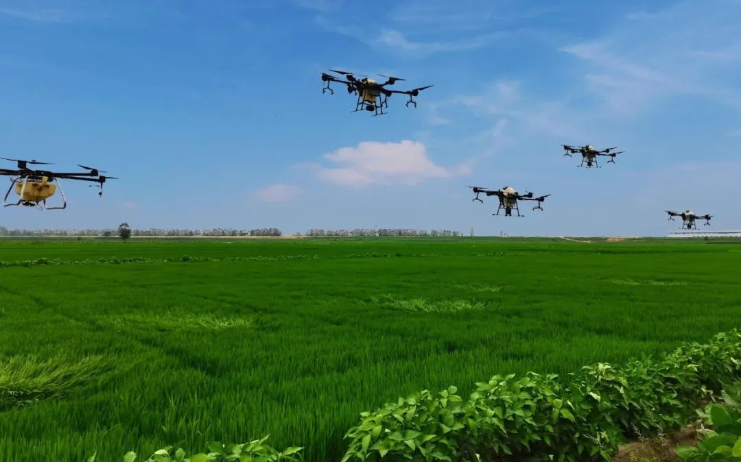 農作物病蟲害是影響農作物穩產增產的重要因素，科學有效防控是保單產、穩總產的關鍵舉措。