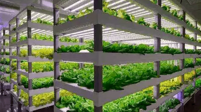 “植物工廠” 是什么，怎么建？