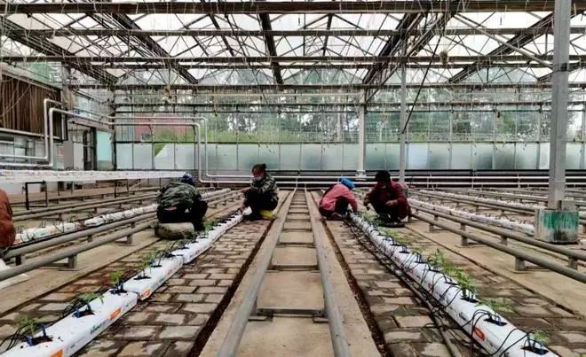 中國工程院院士、中國農業大學教授張福鎖：科技小院為什么行？