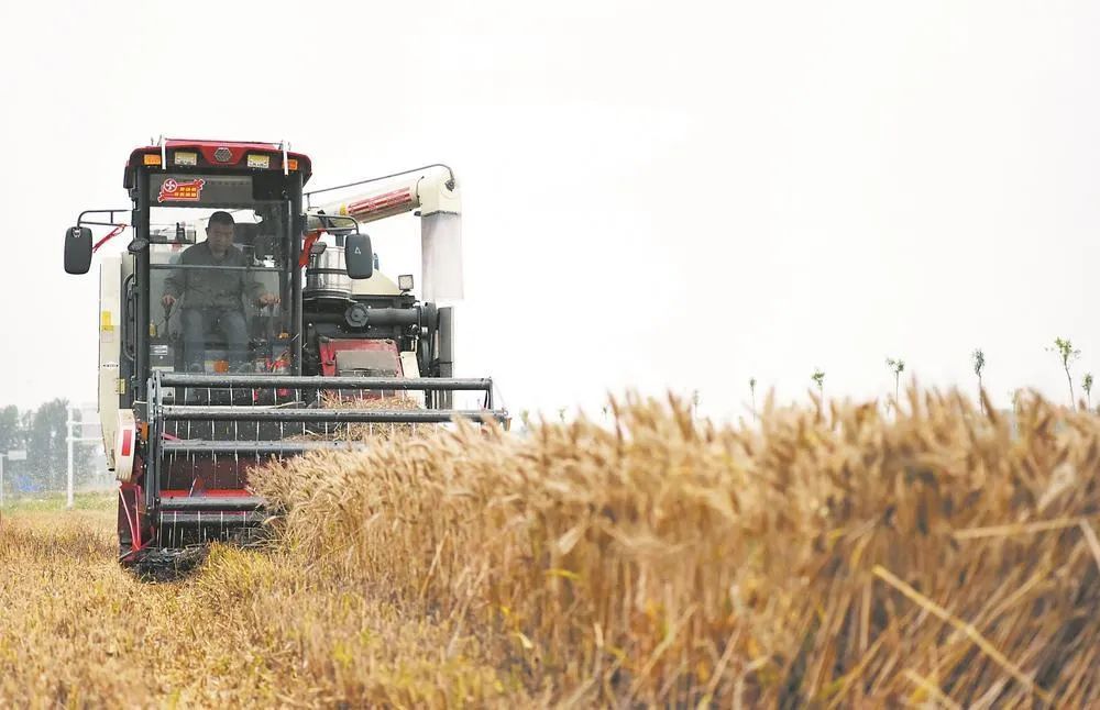 應對“爛場雨”！農業農村部發布緊急通知