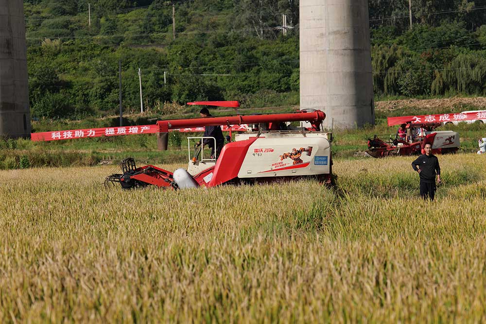 1251.5公斤！超級稻高產新紀錄在四川德昌誕生