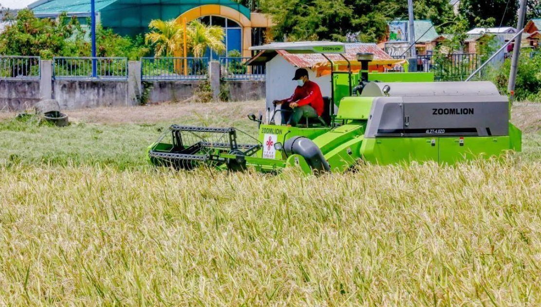 中國雜交稻在菲律賓大面積種植，圖為菲律賓農民正在收割成熟的雜交水稻