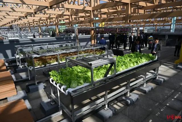 3.36億畝近8億噸！《2023年中國蔬菜產業發展報告》發布