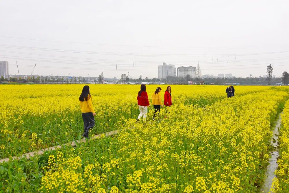 重點作物增加至4個！今年我國深入推進大面積單產提升行動