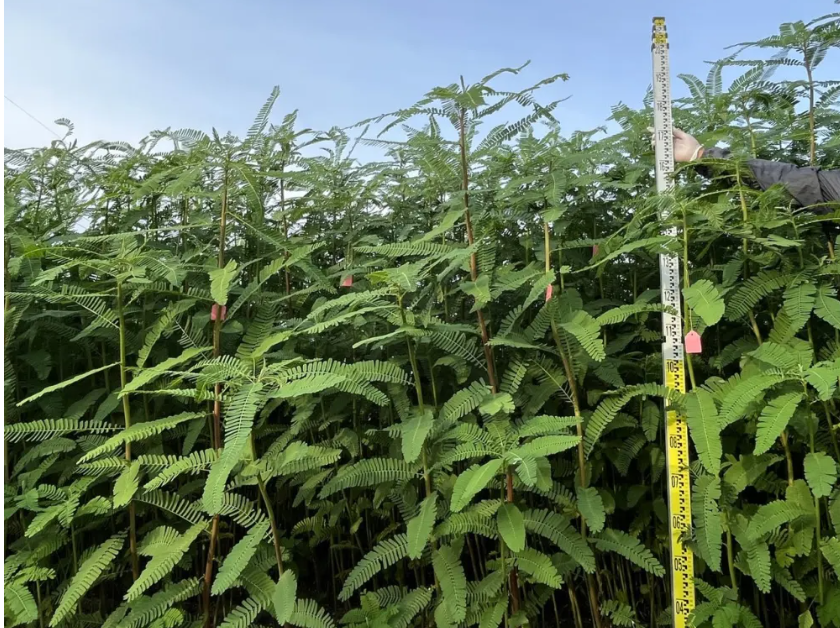 畝產飼草超2噸！我國生物改良鹽堿地技術新進展